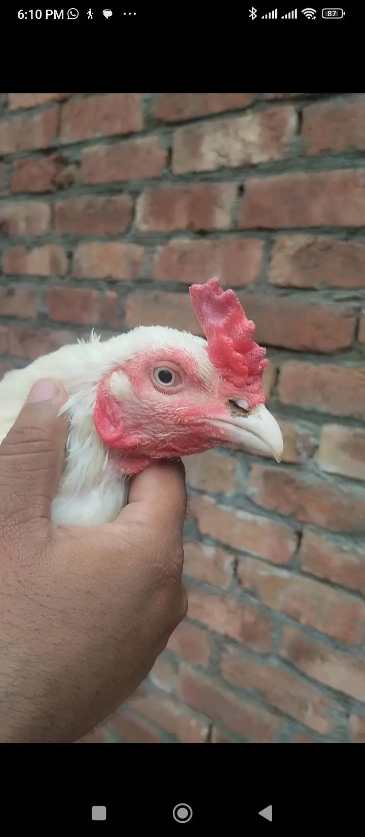 Thai Heera pkoay — photo 9