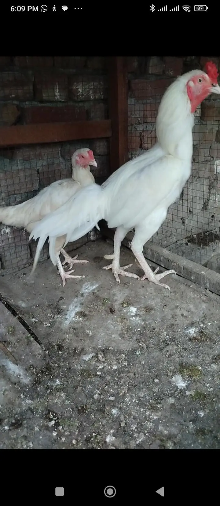 Thai Heera pkoay — photo 11