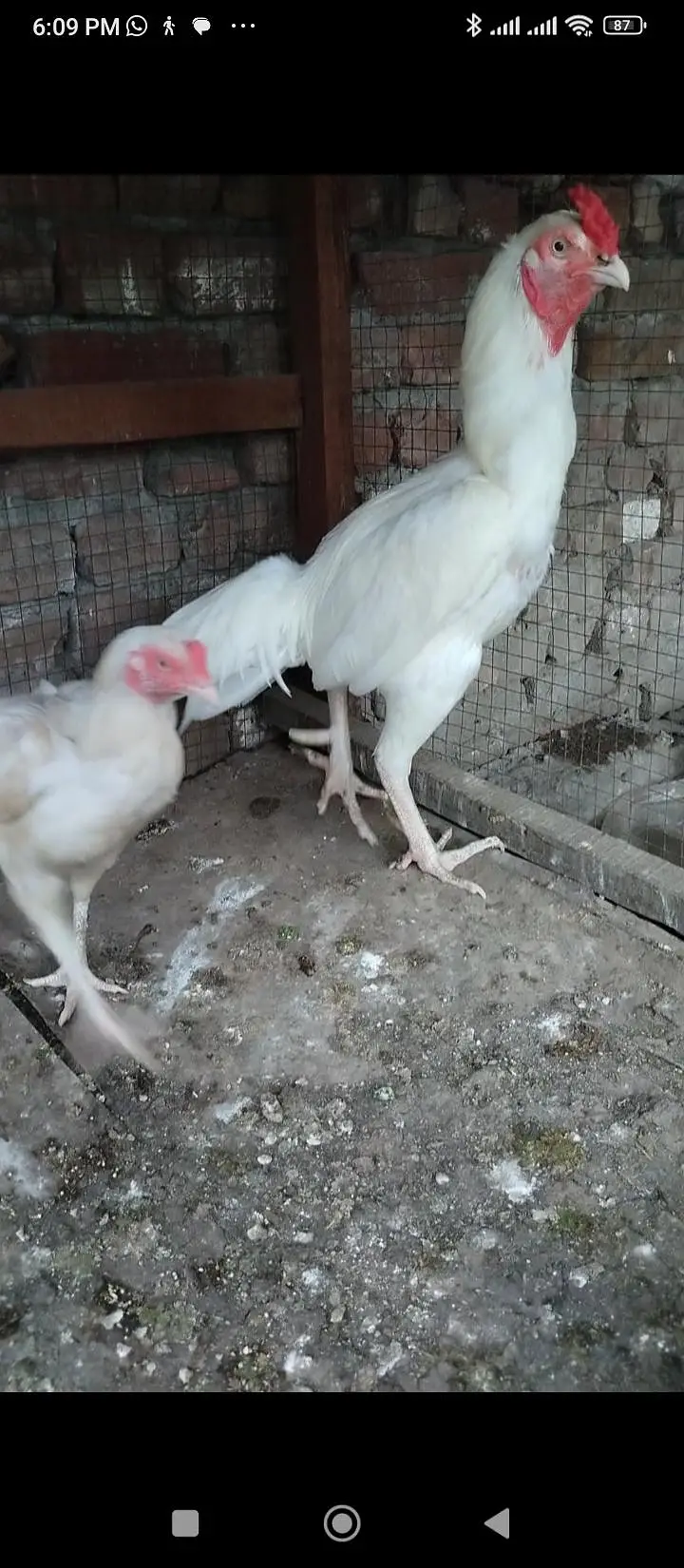 Thai Heera pkoay — photo 12