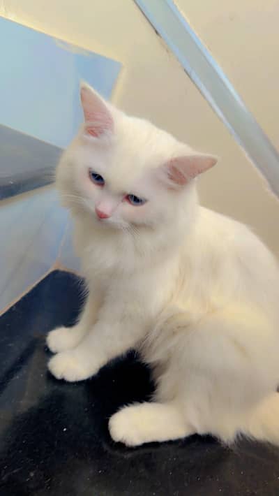 Snow White Persian Cats Male Female Both Triple coat