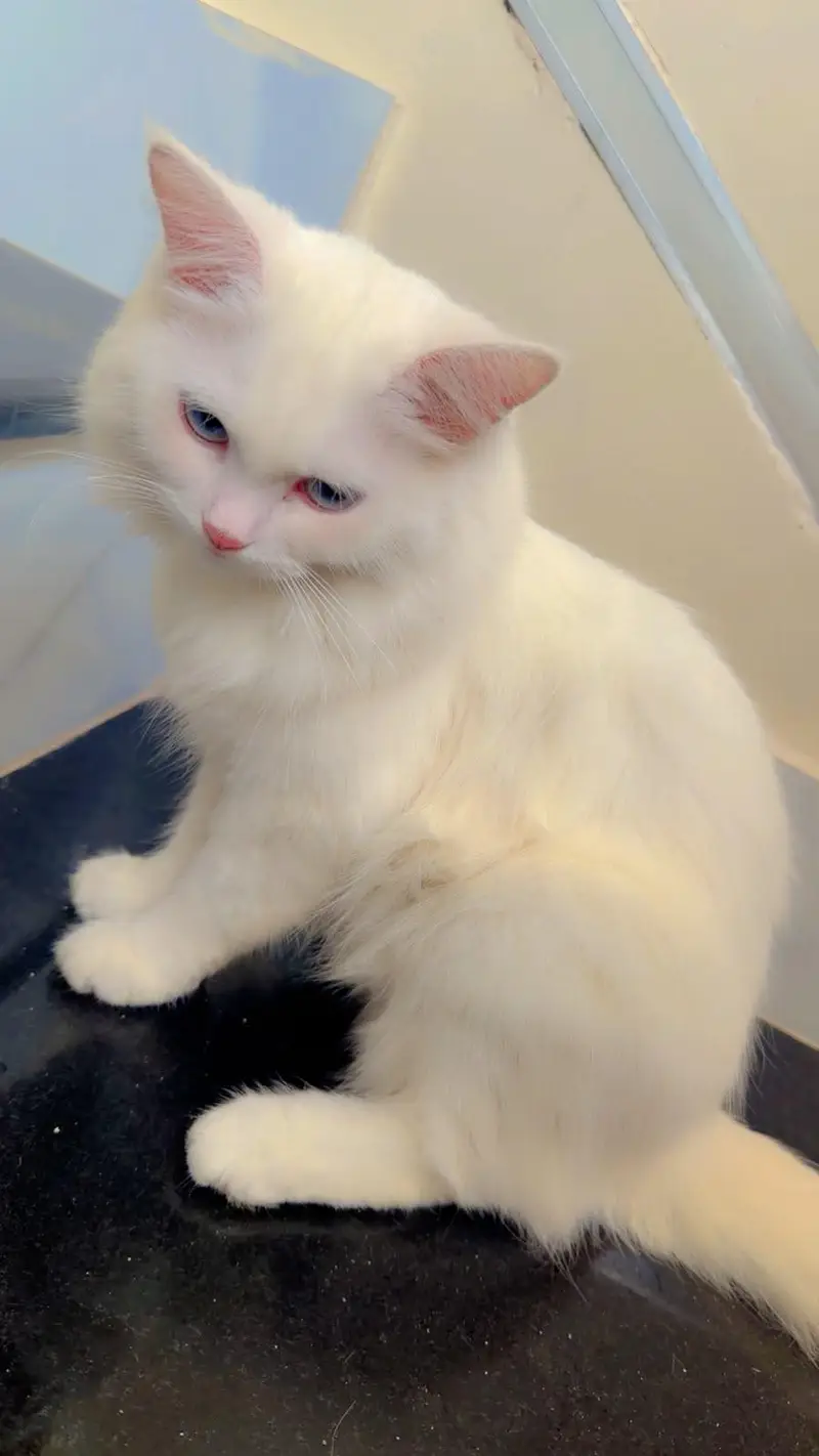 Snow White Persian Cats Male Female Both Triple coat — photo 4