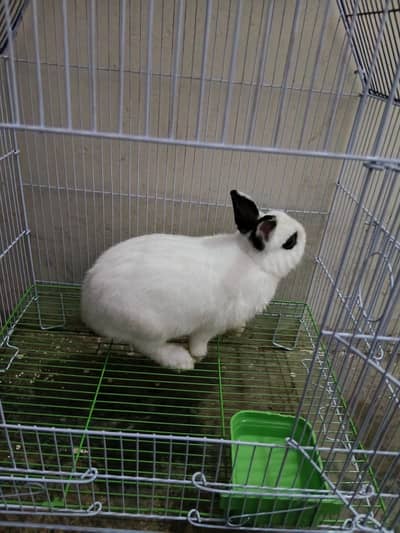Rabbit hotot Dwarf for sale