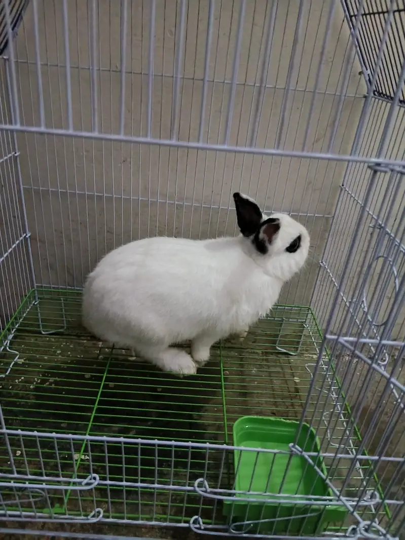Rabbit hotot Dwarf for sale