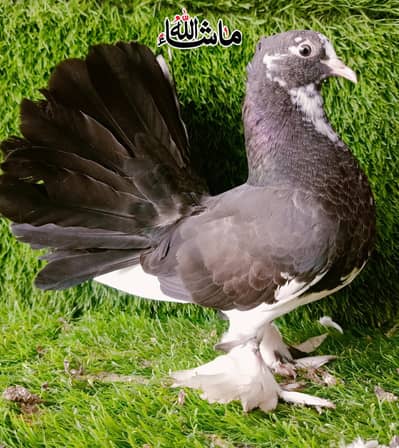 Singapore Double Tail Lakka Young Male For sale