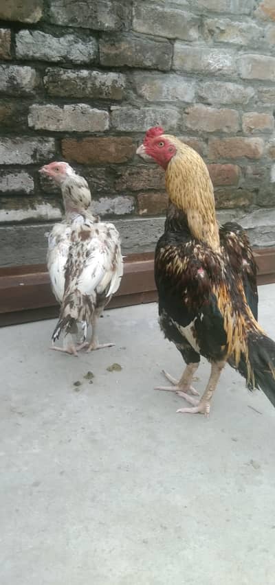 java murga murgii  jora 03335459112 whatsap number