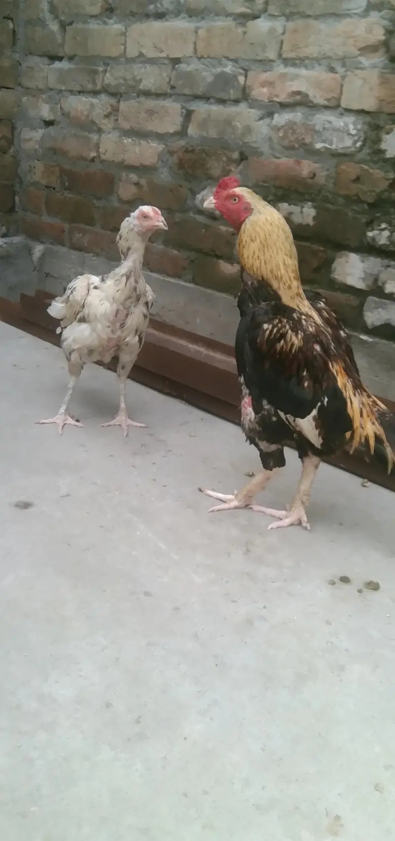 java murga murgii  jora 03335459112 whatsap number — photo 3