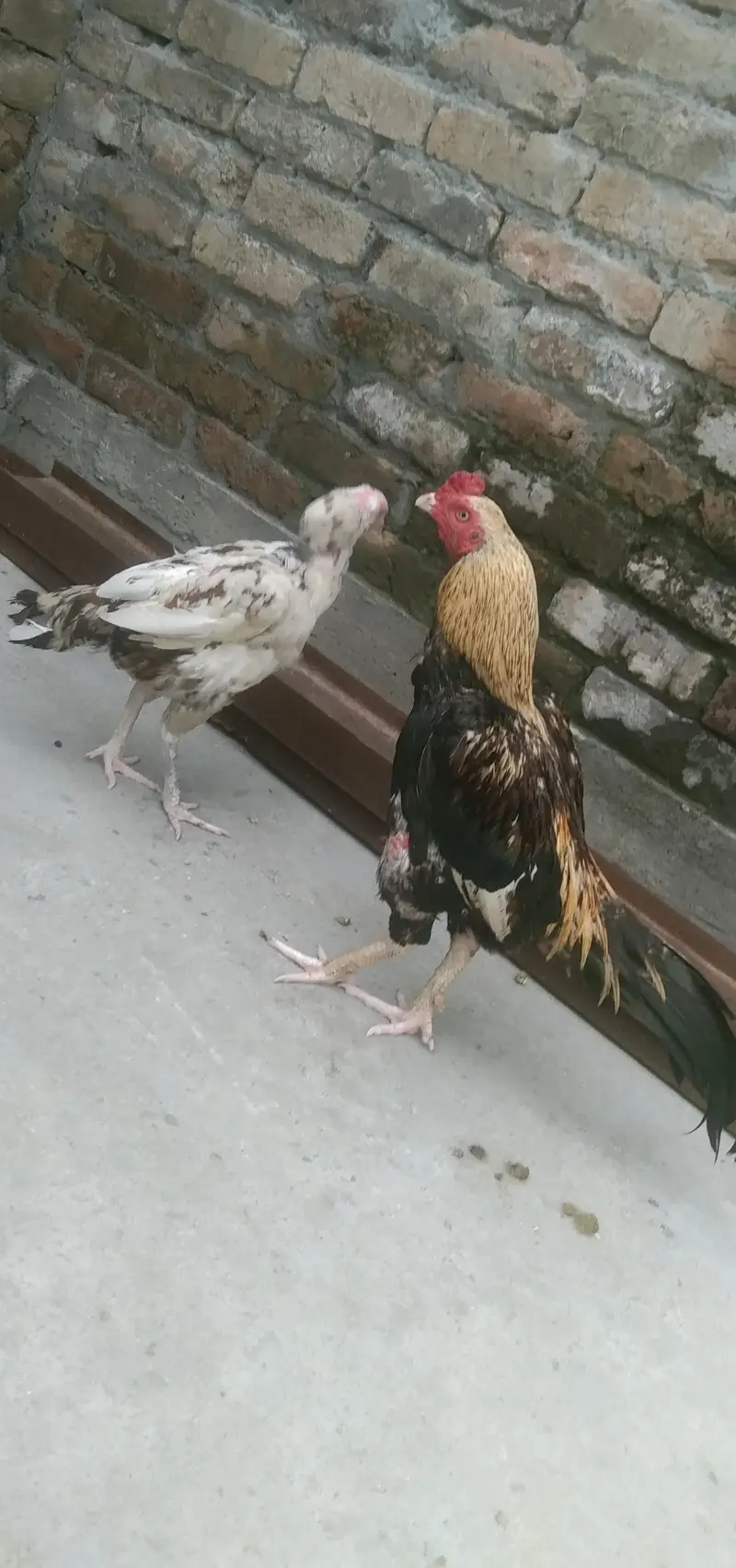 java murga murgii  jora 03335459112 whatsap number — photo 4