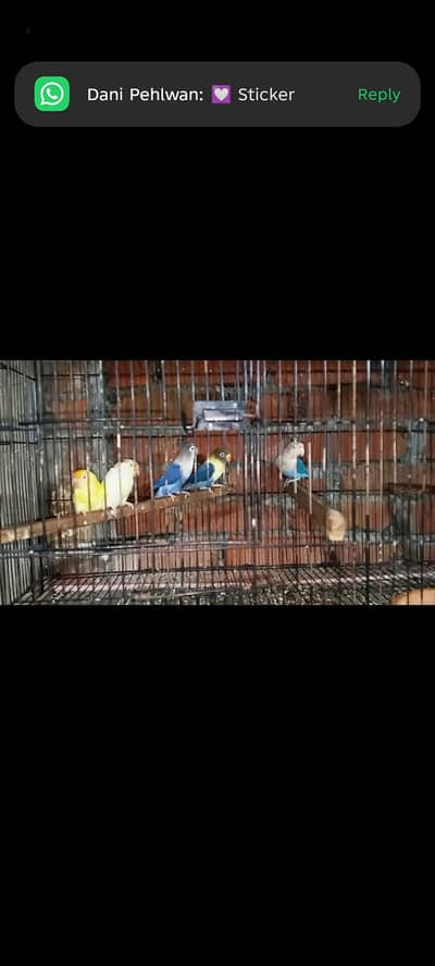 Lovebird pairs for sale