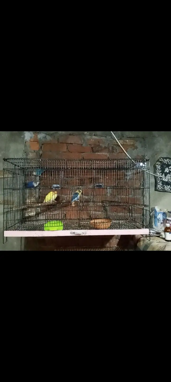 Lovebird pairs for sale — photo 2