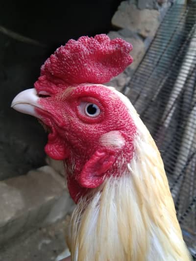White Aseel For Sale