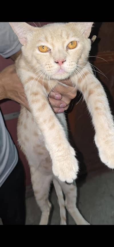 Persian male