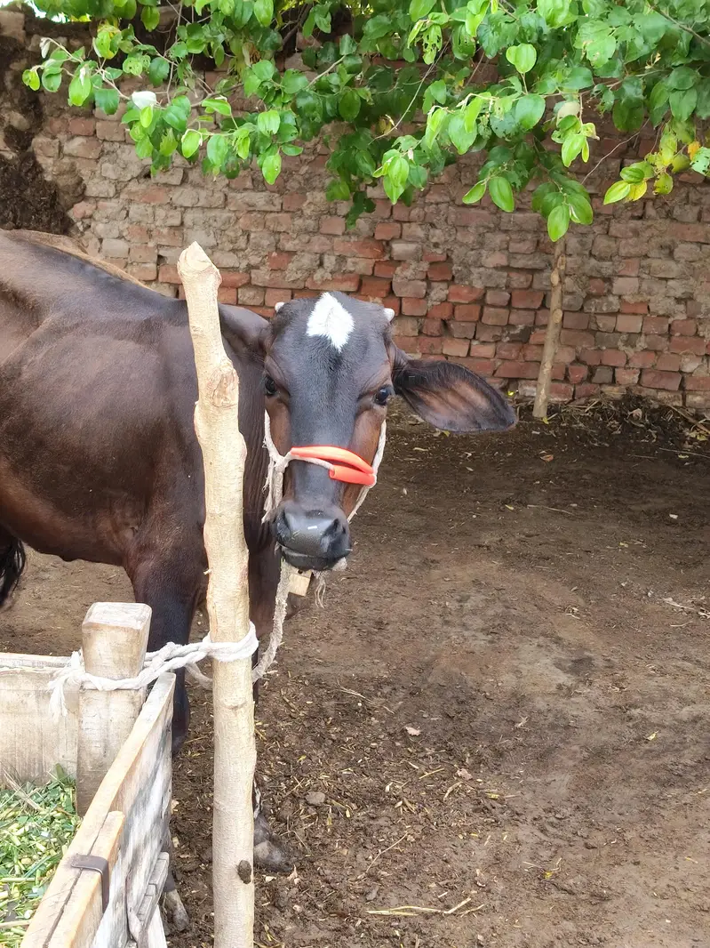 Sahiwal Fresion Cross — photo 4