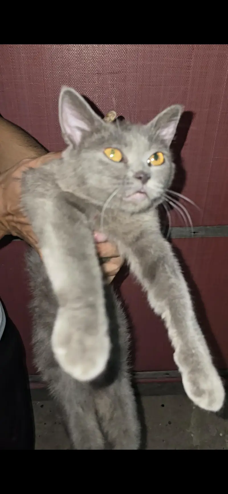 Persian male — photo 2