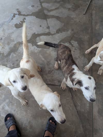 Alabai male pups