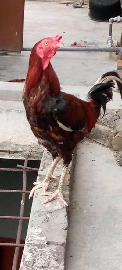 pair available for sale