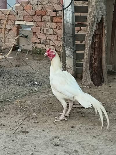 heera bird