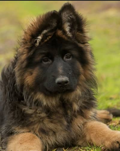 German Shepherd Puppy | GSD | Long Coat | Puppies | Dog for sale