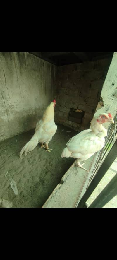 High top quality pathy murgy Aur murgian