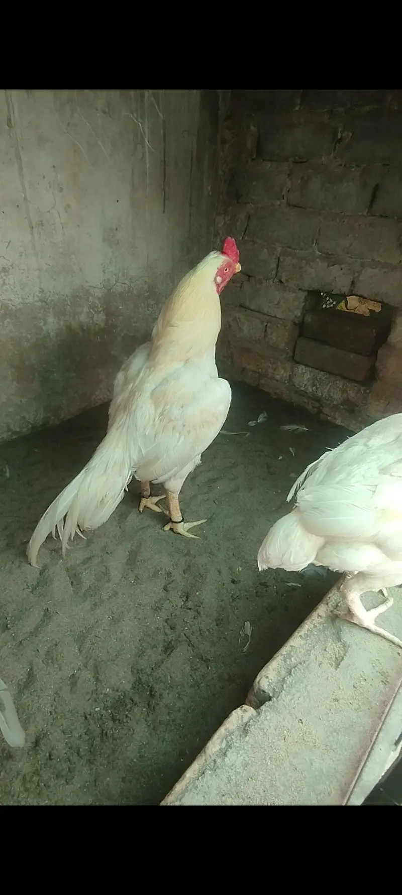 High top quality pathy murgy Aur murgian — photo 2