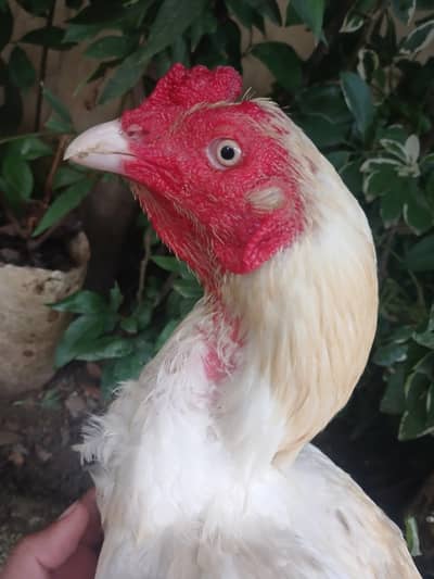 white breeder