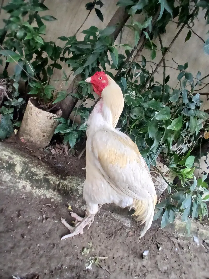 white breeder — photo 2