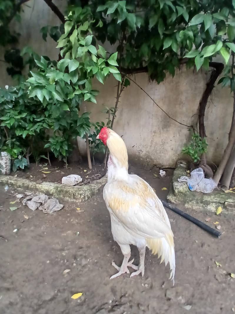 white breeder 2