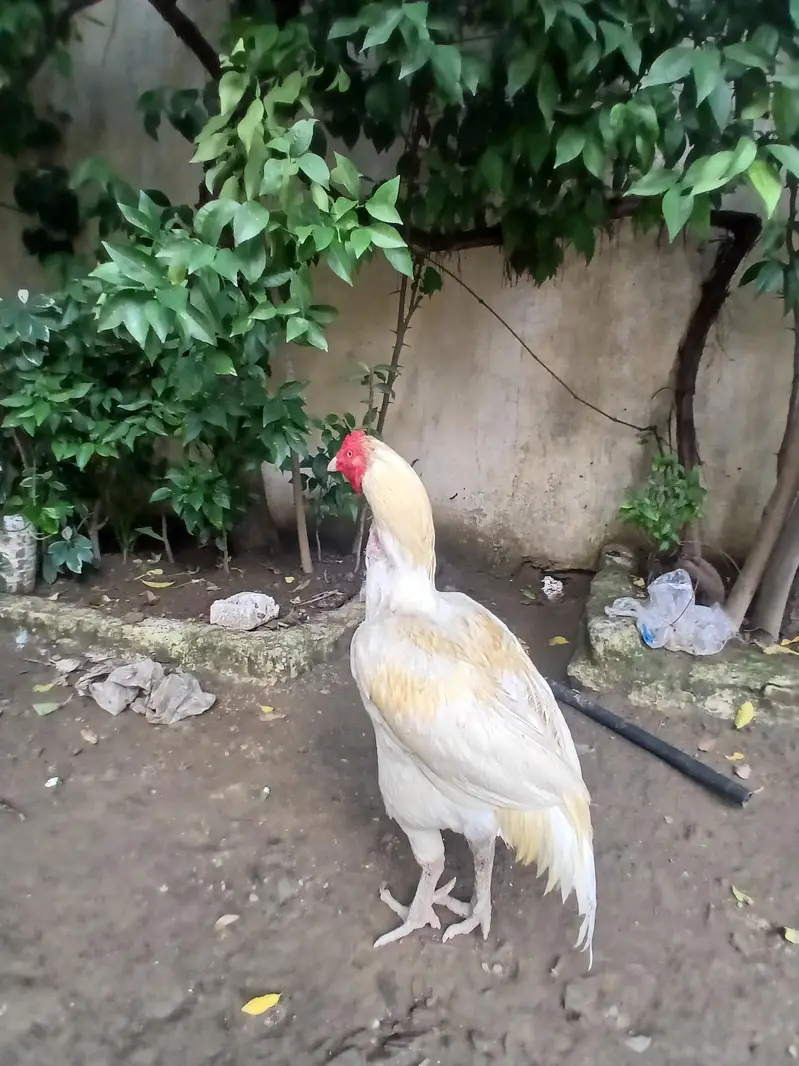 white breeder — photo 3