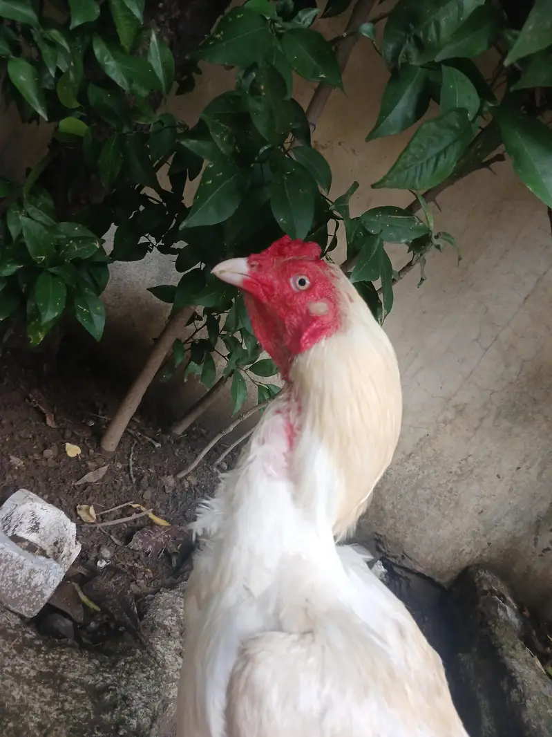 white breeder — photo 4