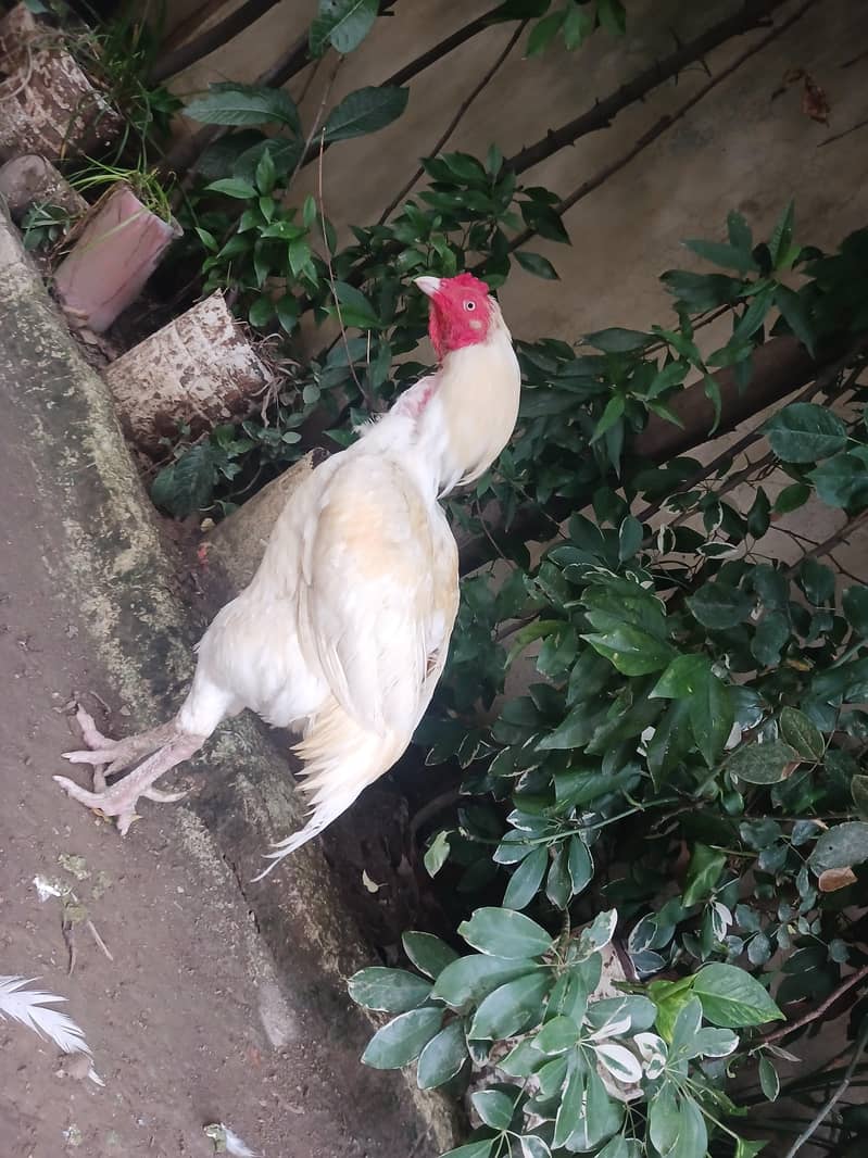 white breeder 4
