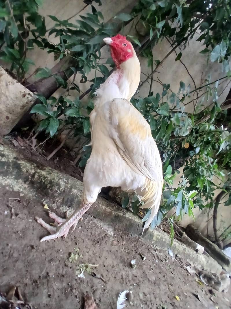 white breeder 5