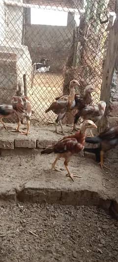 pure aseel chuze Whatsapp 03061908536