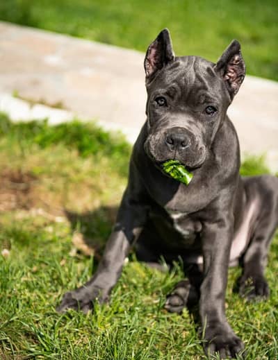 Cane Corso Puppy | Cane Corso Puppies | Dog for sale