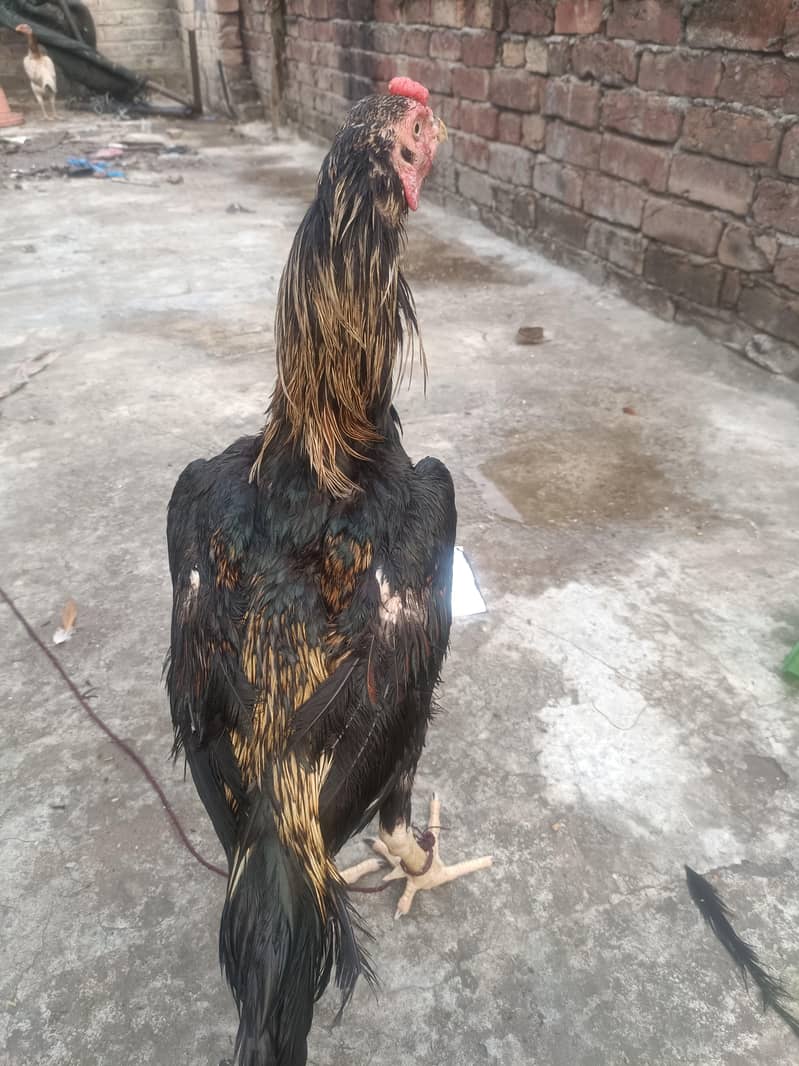 my aseel java mrga for sell 3