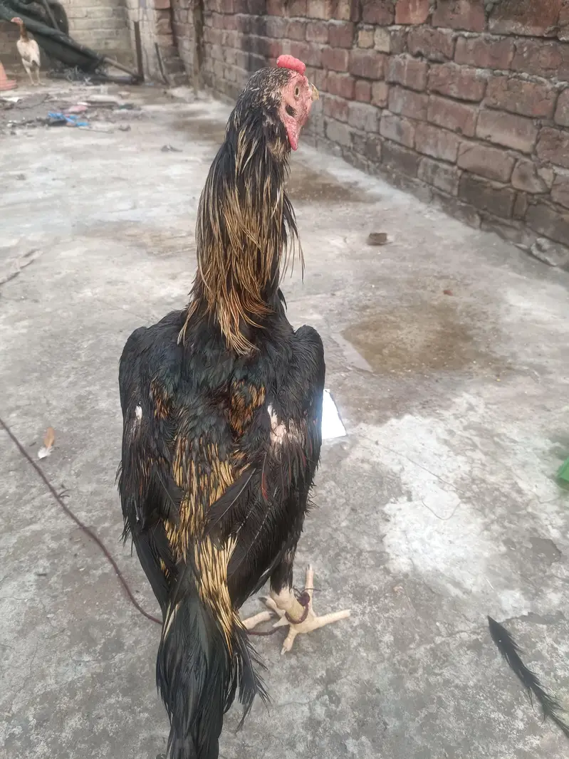 my aseel java mrga for sell — photo 4