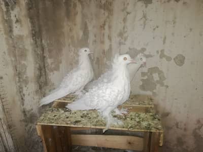White FrillBack Breeder pairs