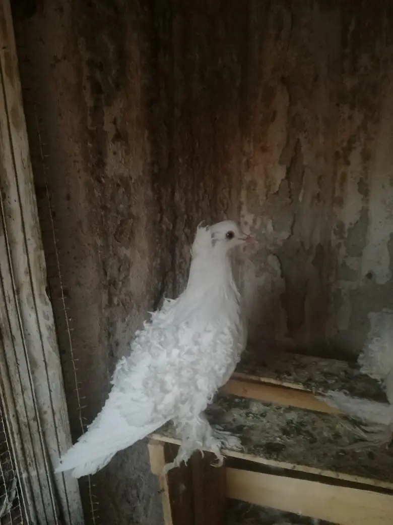 White FrillBack Breeder pairs — photo 2
