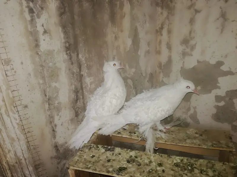 White FrillBack Breeder pairs — photo 3