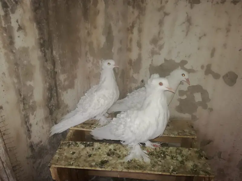 White FrillBack Breeder pairs — photo 4