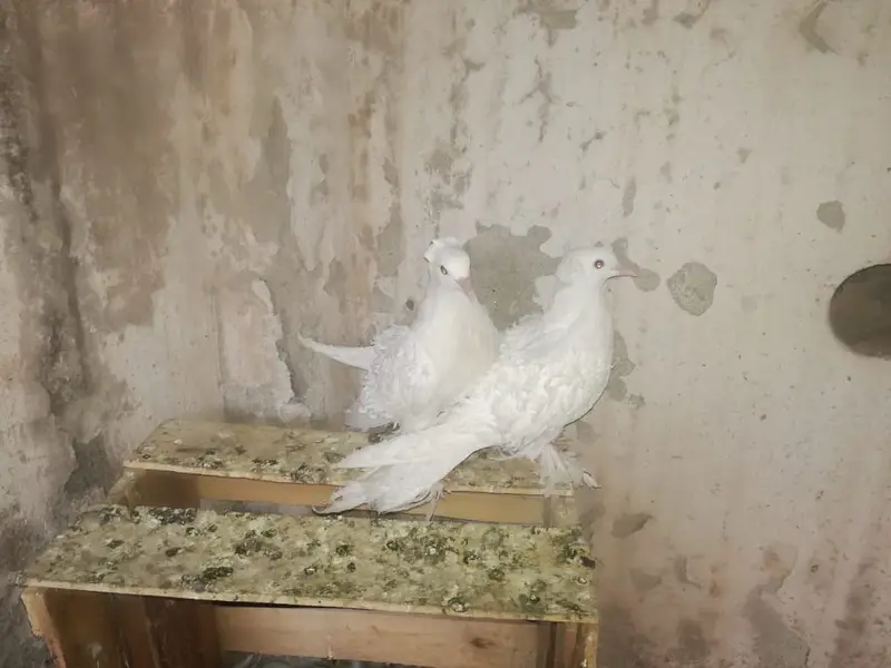 White FrillBack Breeder pairs — photo 5