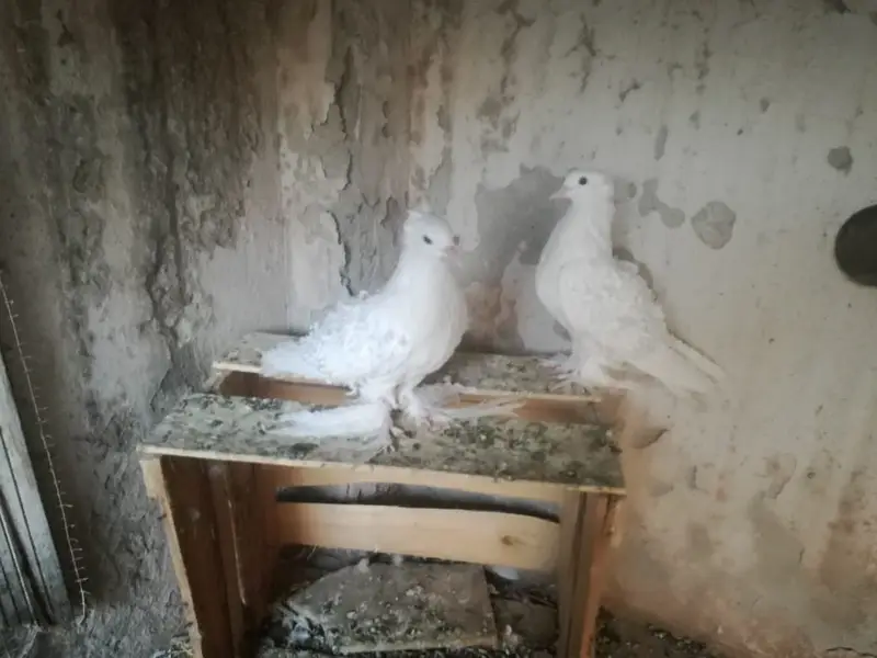 White FrillBack Breeder pairs — photo 6