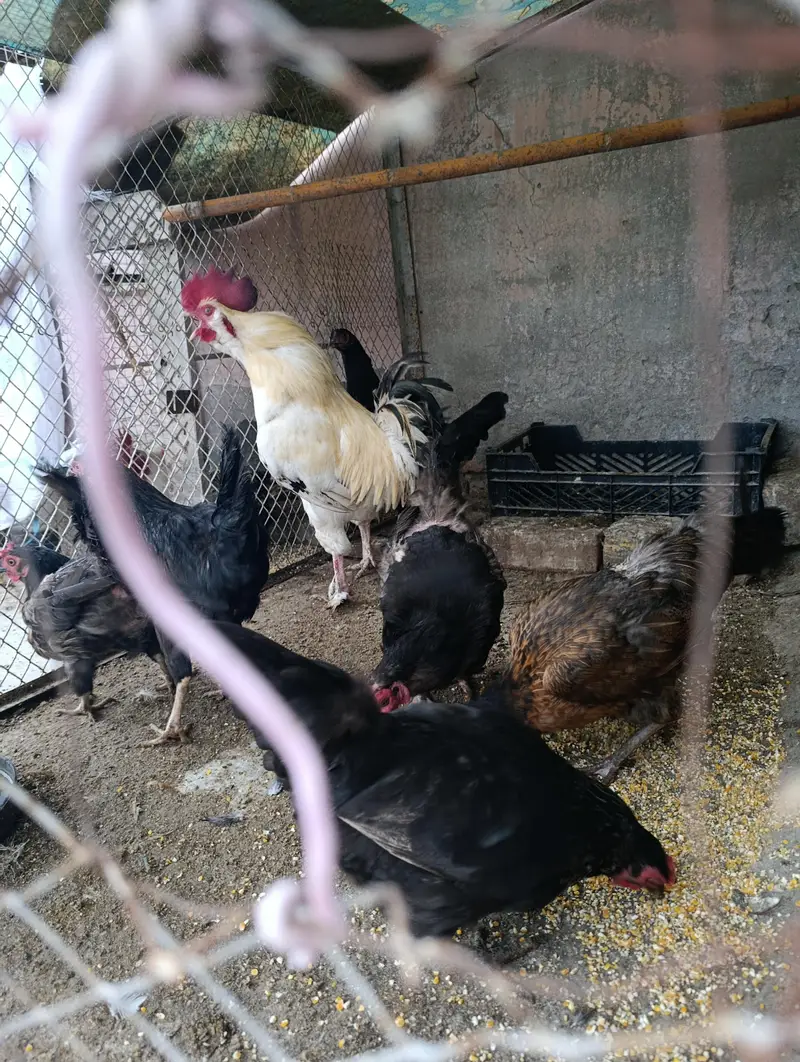 Desi hens — photo 3