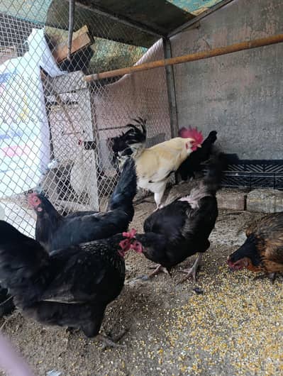 Desi hens