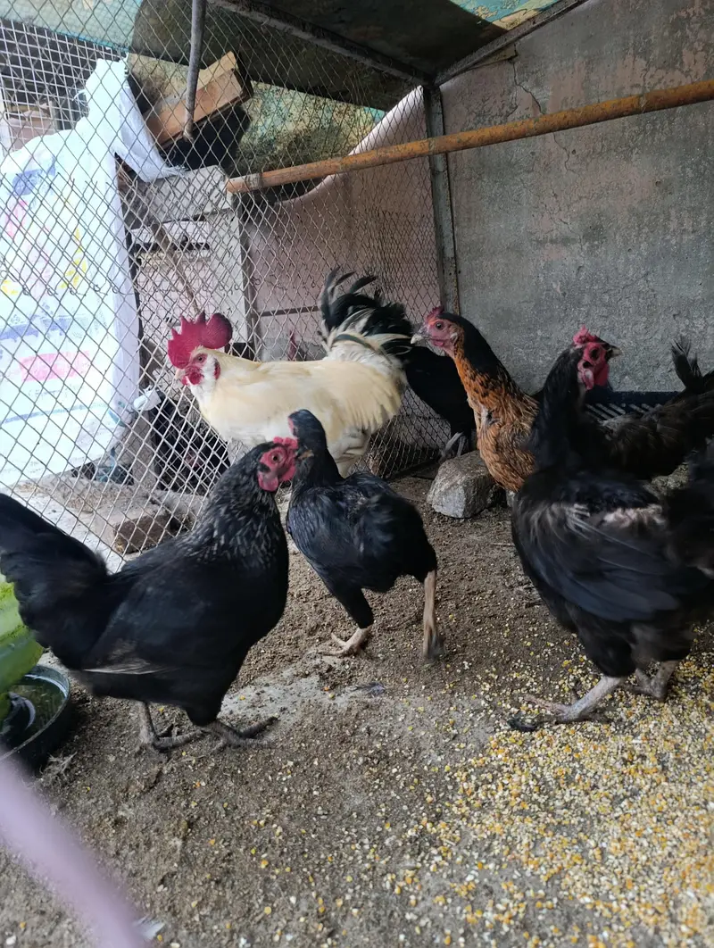 Desi hens — photo 4