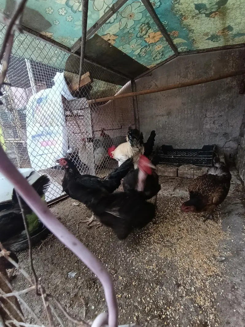 Desi hens — photo 5