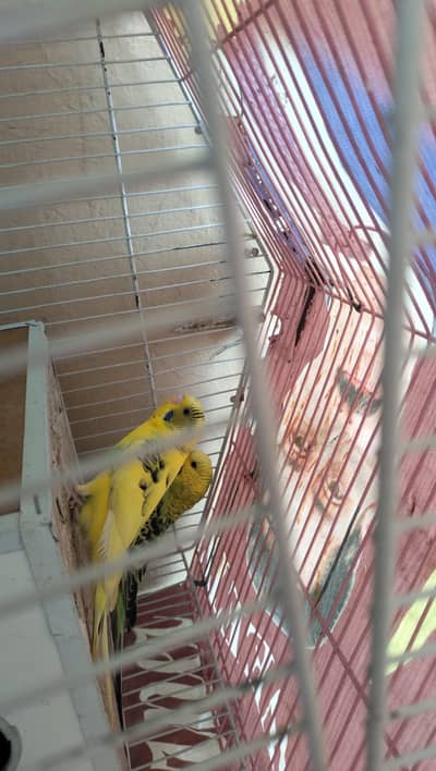 Australian Budgies