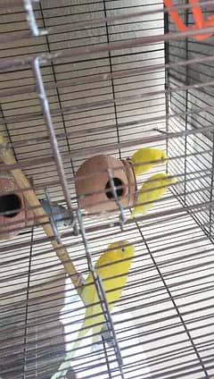 Australian Budgies
