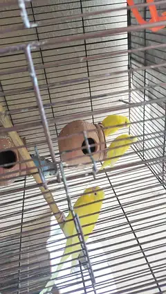 Australian Budgies — photo 2