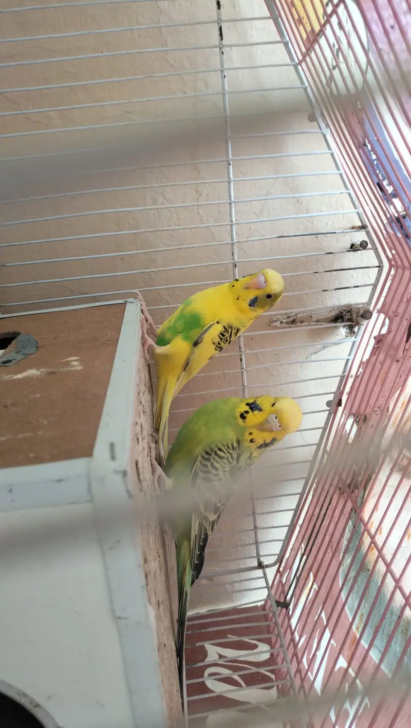 Australian Budgies — photo 3