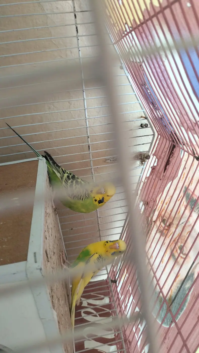 Australian Budgies — photo 4