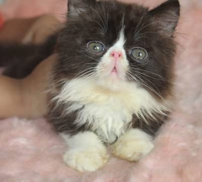 persian kittens|triple Coated|Piki Face kittens_cute|fluffy cat/peki